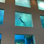 【限定６名様！】11/23(土祝)開催・水族館のような大型水槽でお魚とウミガメと一緒に潜る！アクアリウムスノーケリング＆スキンダイビングのお知らせです♪